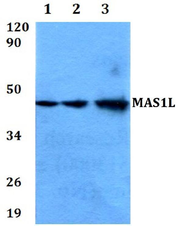a16029 mas1l primary antiboties wb testing 1