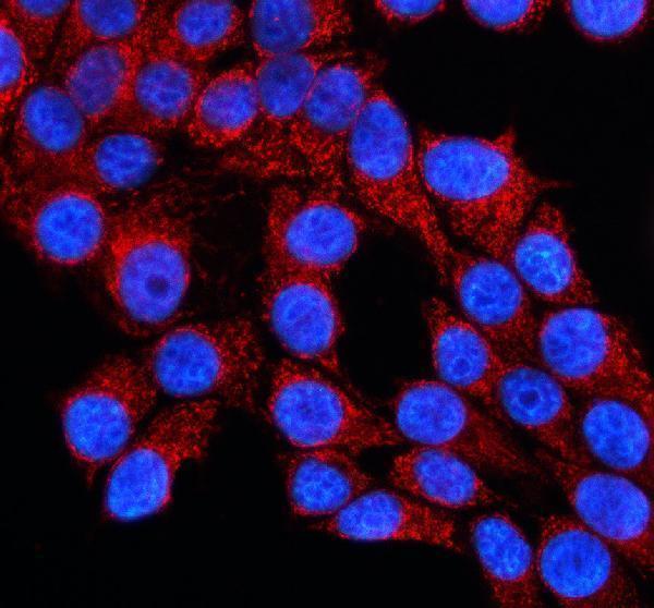 a16040 1 gdpd3 primary antibodies if testing 1