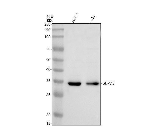 Western blot analysis of GDPD3 using anti-GDPD3 antibody (A16040-1)