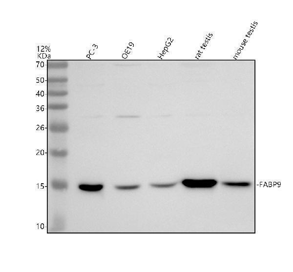 a16058 1 fabp9 primary antibodies wb testing 1