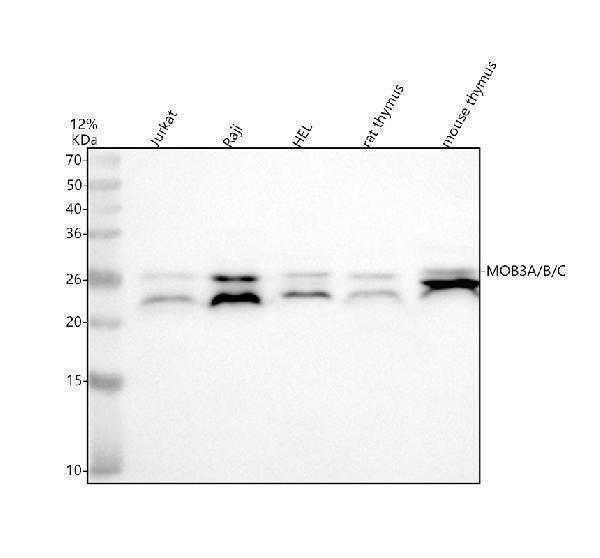 a16079 3 mob3abc primary antibodies wb testing 1