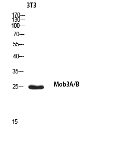 Western Blot (WB) analysis of 3T3 using Mob3A/B antibody