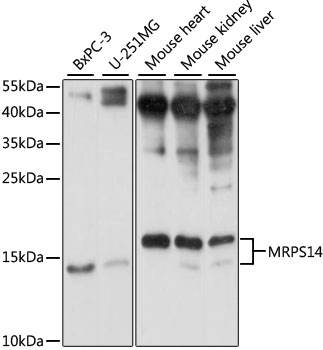 Western blot analysis of extracts of various cell lines, using MRPS14 antibody