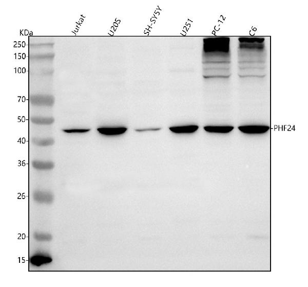 Figure 1. Western blot analysis of PHF24 using anti-PHF24 antibody (A16087-1). Electrophoresis was performed on a 5-20% SDS-PAGE gel at 70V (Stacking gel) / 90V (Resolving gel) for 2-3 hours. The sample well of each lane was loaded with 30 ug of sample under reducing conditions. Lane 1: human Jurkat whole cell lysates, Lane 2: human U20S whole cell lysates, Lane 3: human SH-SY5Y whole cell lysates, Lane 4: human U251 whole cell lysates, Lane 5: rat PC-12 whole cell lysates, Lane 6: rat C6 whole cell lysates. After electrophoresis, proteins were transferred to a nitrocellulose membrane at 150 mA for 50-90 minutes. Blocked the membrane with 5% non-fat milk/TBS for 1.5 hour at RT. The membrane was incubated with rabbit anti-PHF24 antigen affinity purified polyclonal antibody (Catalog # A16087-1) at 0.5 microg/mL overnight at 4°C, then washed with TBS-0.1%Tween 3 times with 5 minutes each and probed with a goat anti-rabbit IgG-HRP secondary antibody at a dilution of 1:5000 for 1.5 hour at RT. The signal is developed using an Enhanced Chemiluminescent detection (ECL) kit (Catalog # EK1002) with Tanon 5200 system. A specific band was detected for PHF24 at approximately 45 kDa. The expected band size for PHF24 is at 45 kDa.