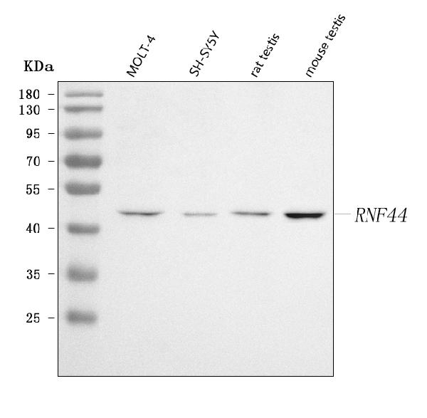 Figure 1. Western blot analysis of RNF44 using anti-RNF44 antibody (A16090-1). Electrophoresis was performed on a 5-20% SDS-PAGE gel at 70V (Stacking gel) / 90V (Resolving gel) for 2-3 hours. The sample well of each lane was loaded with 30 ug of sample under reducing conditions. Lane 1: human MOLT-4 whole cell lysates, Lane 2: human SH-SY5Y whole cell lysates, Lane 3: rat testis tissue lysates, Lane 4: mouse testis tissue lysates. After electrophoresis, proteins were transferred to a nitrocellulose membrane at 150 mA for 50-90 minutes. Blocked the membrane with 5% non-fat milk/TBS for 1.5 hour at RT. The membrane was incubated with rabbit anti-RNF44 antigen affinity purified polyclonal antibody (Catalog # A16090-1) at 0.5 microg/mL overnight at 4°C, then washed with TBS-0.1%Tween 3 times with 5 minutes each and probed with a goat anti-rabbit IgG-HRP secondary antibody at a dilution of 1:5000 for 1.5 hour at RT. The signal is developed using an Enhanced Chemiluminescent detection (ECL) kit (Catalog # EK1002) with Tanon 5200 system. A specific band was detected for RNF44 at approximately 48 kDa. The expected band size for RNF44 is at 48 kDa.