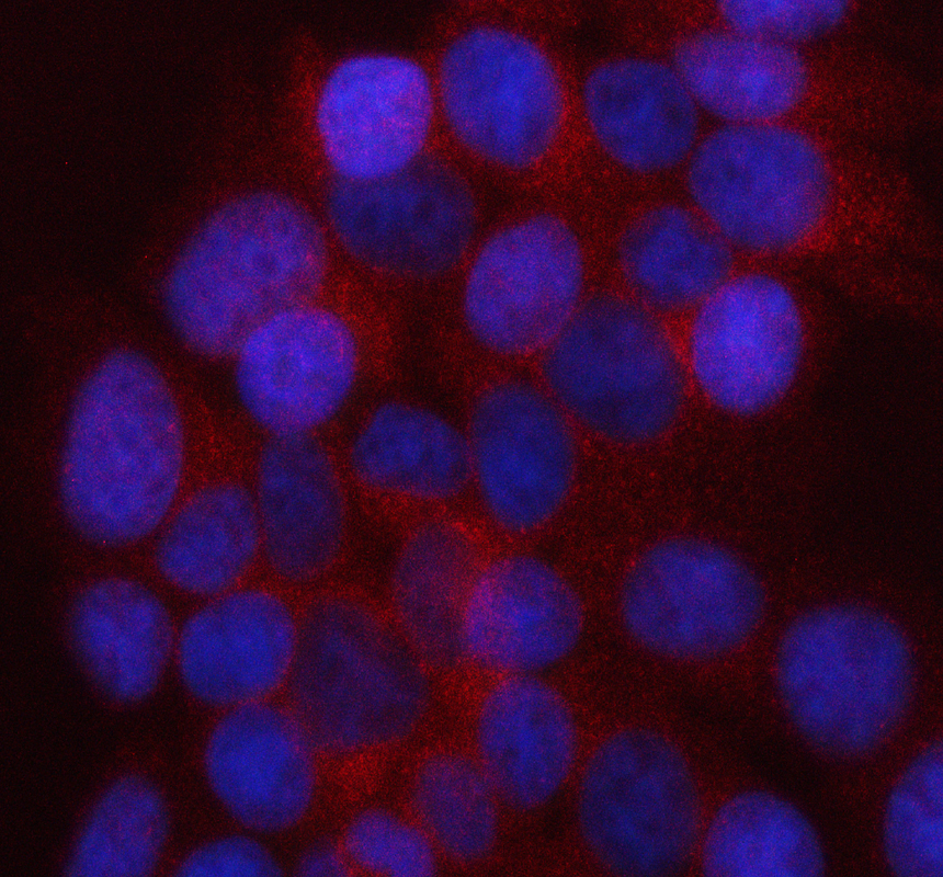 IF analysis of UAP1L1 using anti-UAP1L1 antibody (A16107-1)