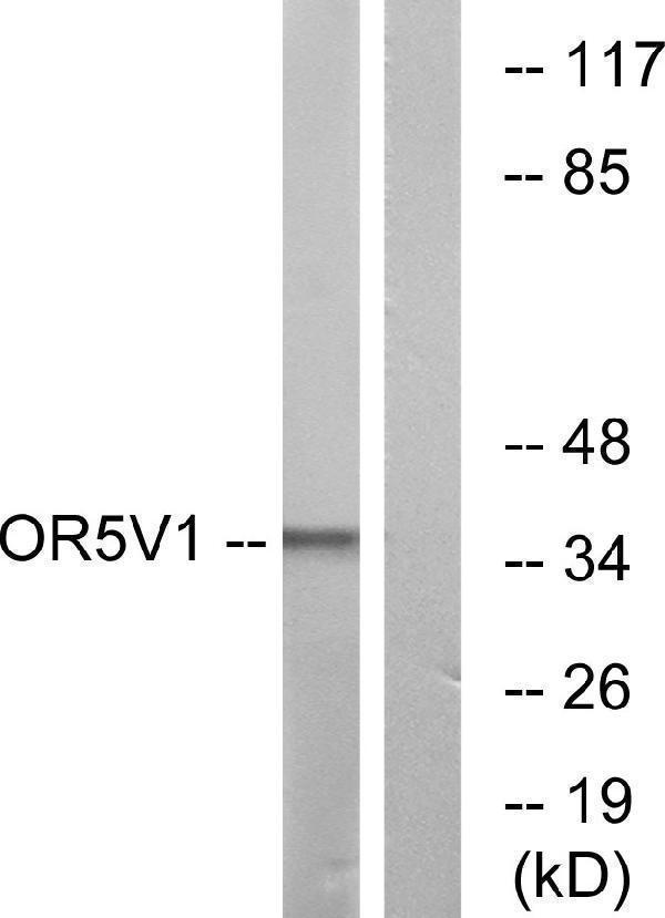Western blot analysis of lysates from RAW264