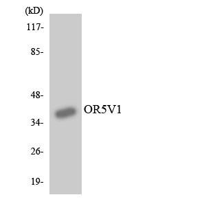 Western blot analysis of the lysates from HUVECcells using OR5V1 antibody