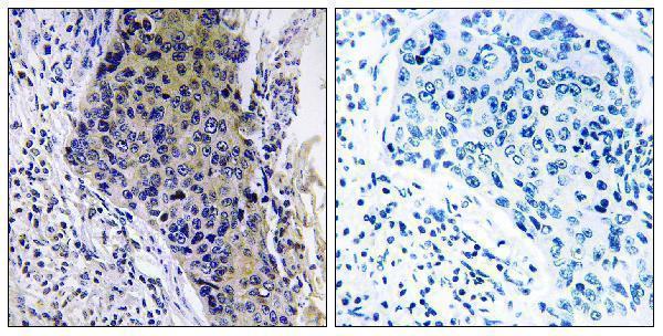 a16116 mrpl34 primary antibodies ihc testing 1