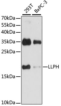 a16117 llph primary antiboties wb testing 1