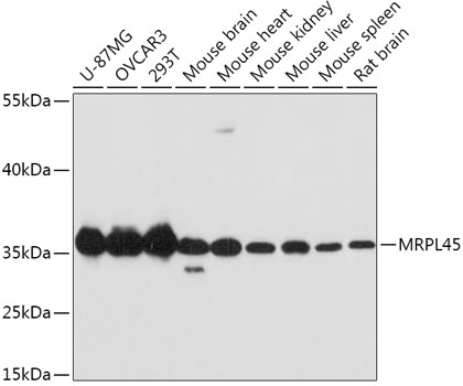 a16141 mrpl45 primary antiboties wb testing 1