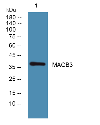 Western blot analysis of lysates from PC12 cells, primary antibody was diluted at 1:1000, 4°over night