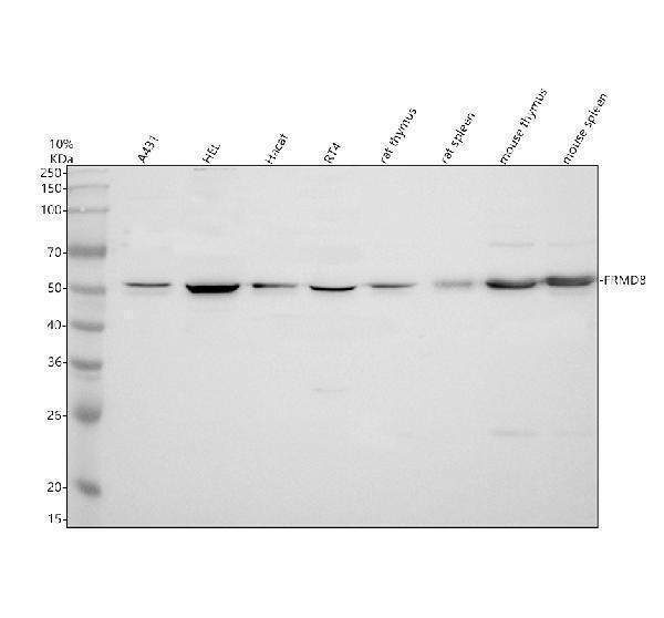a16153 1 frmd8 primary antibodies wb testing 1