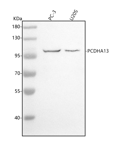 Figure 1. Western blot analysis of PCDHA13 using anti-PCDHA13 antibody (A16196-1). Electrophoresis was performed on a 5-20% SDS-PAGE gel at 70V (Stacking gel) / 90V (Resolving gel) for 2-3 hours. The sample well of each lane was loaded with 30 ug of sample under reducing conditions. Lane 1: human PC-3 whole cell lysates, Lane 2: human U20S whole cell lysates. After electrophoresis, proteins were transferred to a nitrocellulose membrane at 150 mA for 50-90 minutes. Blocked the membrane with 5% non-fat milk/TBS for 1.5 hour at RT. The membrane was incubated with rabbit anti-PCDHA13 antigen affinity purified polyclonal antibody (Catalog # A16196-1) at 0.5 microg/mL overnight at 4°C, then washed with TBS-0.1%Tween 3 times with 5 minutes each and probed with a goat anti-rabbit IgG-HRP secondary antibody at a dilution of 1:5000 for 1.5 hour at RT. The signal is developed using an Enhanced Chemiluminescent detection (ECL) kit (Catalog # EK1002) with Tanon 5200 system. A specific band was detected for PCDHA13 at approximately 102 kDa. The expected band size for PCDHA13 is at 99,102 kDa.