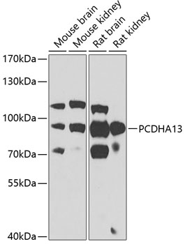 Western blot analysis of extracts of various cell lines, using PCDHA13 antibody  at 1:1000 dilution
