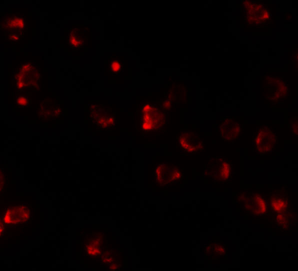 a16202 1 nkx2 4 primary antibodies if testing 3