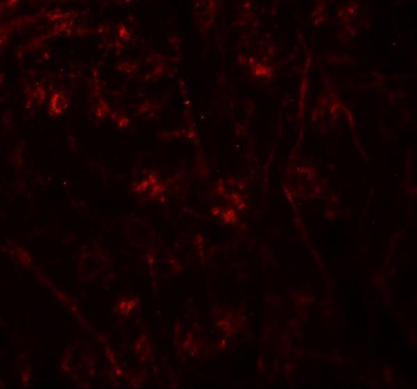 Immunofluorescence of TMEM106A in mouse brain tissue with TMEM106A antibody at 20 μg/mL