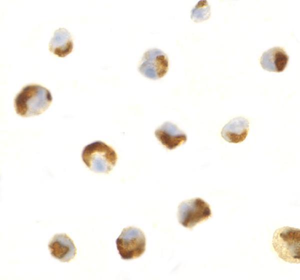 a16229 c1qtnf7 primary antibodies icc testing 2