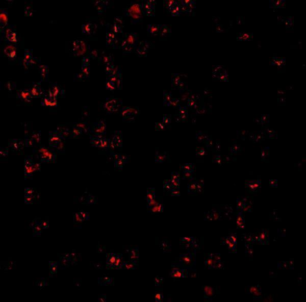 a16229 c1qtnf7 primary antibodies if testing 3