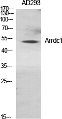 Western blotting validation for Anti-Arrdc1 Antibody A16232
Western Blot (WB) analysis of specific cells using Arrdc1 polyclonal antibody