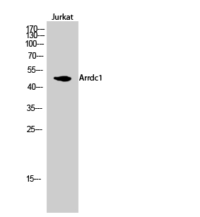 Western blotting validation for Anti-Arrdc1 Antibody A16232
Western Blot (WB) analysis of Jurkat cells using Arrdc1 polyclonal antibody