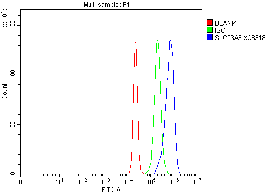 a16236 slc23a3 primary antibodies fcm testing 1