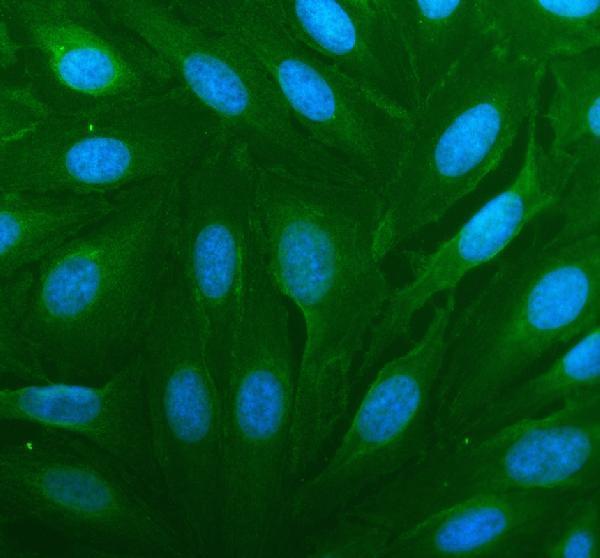 a16236 slc23a3 primary antibodies if testing 1
