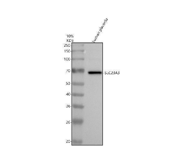 a16236 slc23a3 primary antibodies wb testing 1
