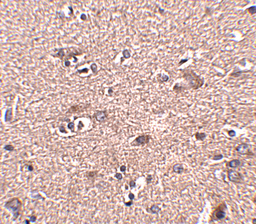a16237 scamp4 primary antibodies ihc testing 2