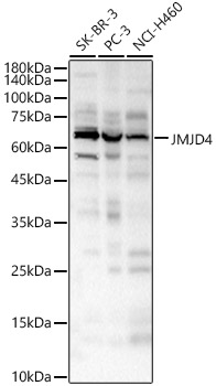 a16245 1 jmjd4 primary antiboties wb testing 1