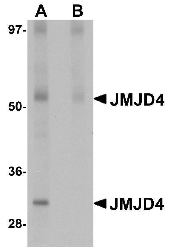 a16245 jmjd4 primary antibodies wb testing 1