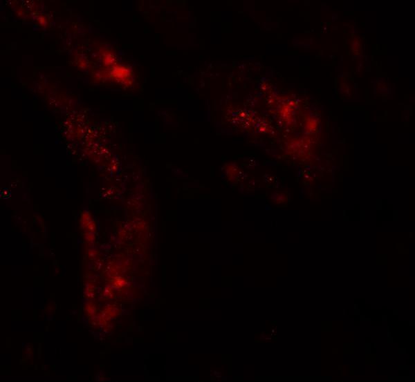 Immunofluorescence of UHRF1BP1L in human kidney tissue with UHRF1BP1L antibody at 20 μg/mL
