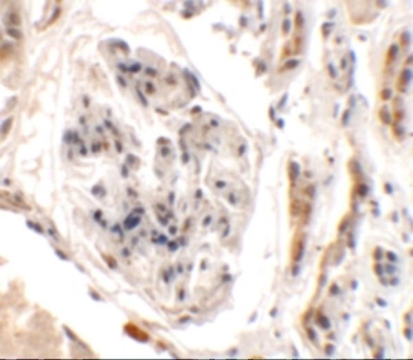 Immunohistochemistry of UHRF1BP1L in human kidney tissue with UHRF1BP1L antibody at 2