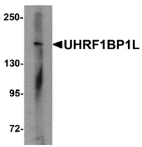 Western blot analysis of UHRF1BP1L in mouse brain tissue lysate with UHRF1BP1L antibody at 1 μg/mL
