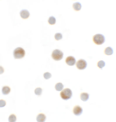a16256 ypel1 primary antibodies icc testing 2