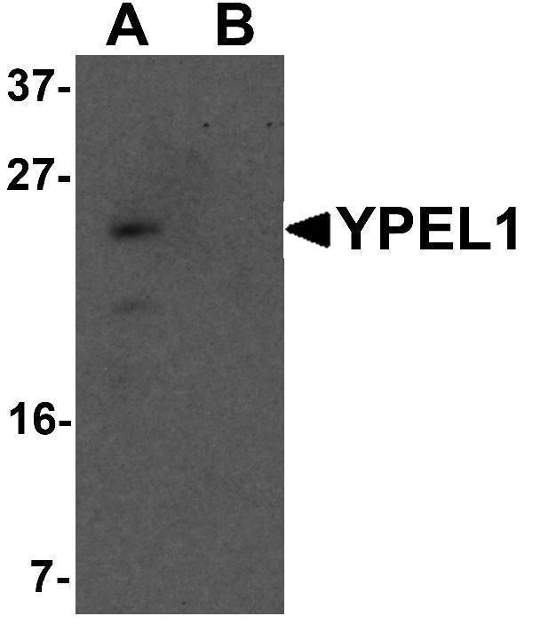 a16256 ypel1 primary antibodies wb testing 1
