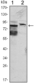 a16260 klhl11 primary antibodies wb testing 2