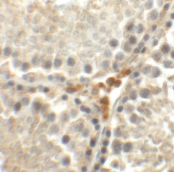 a16264 meig1 primary antibodies ihc testing 2