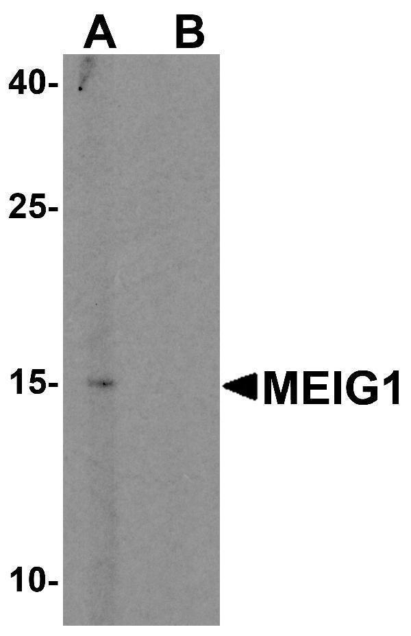 a16264 meig1 primary antibodies wb testing 1