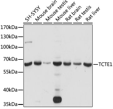 a16268 tcte1 primary antiboties wb testing 1
