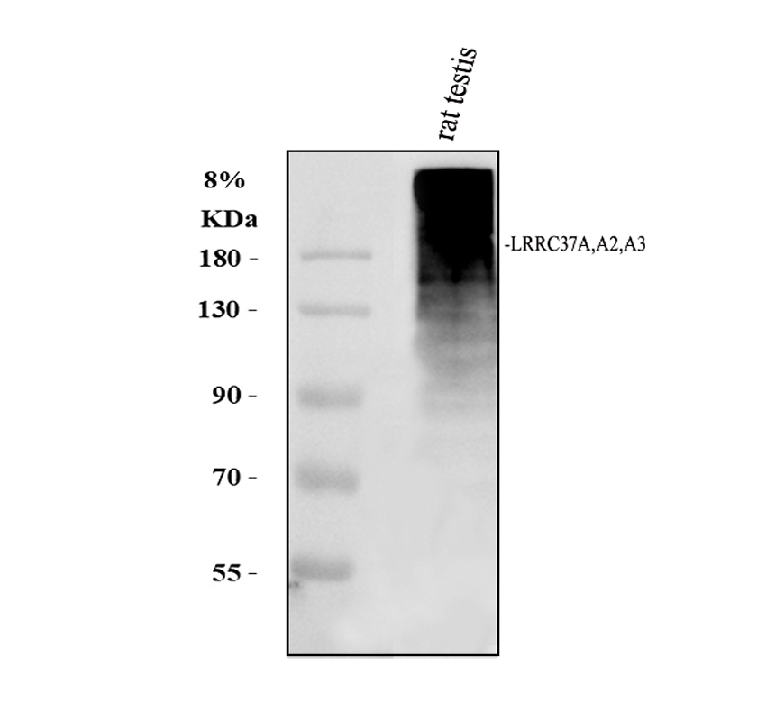 a16281 lrrc37a primary antibodies wb testing 1