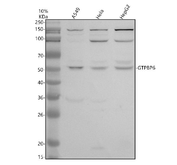 a16288 gtpbp6 primary antibodies wb testing 1
