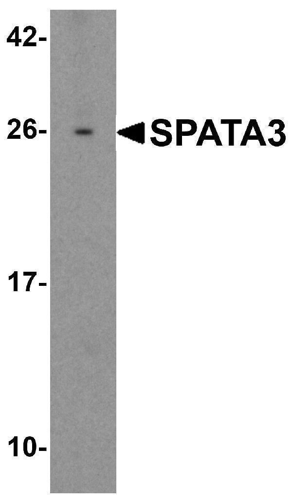 a16295 spata3 primary antibodies wb testing 1