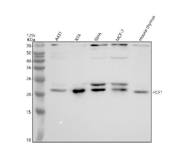 a16298 fcf1 primary antibodies wb testing 1