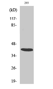 Western Blot analysis of various cells using ARRDC2 Polyclonal Antibody