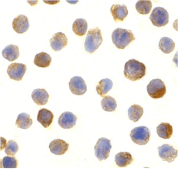 a16305 1 c1qtnf2 primary antibodies icc testing 2