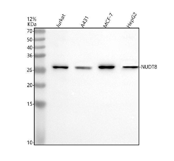 a16309 1 nudt8 primary antibodies wb testing 1