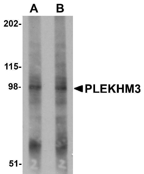 Western blot analysis of PLEKHM3 in mouse skeletal muscle tissue lysate with PLEKHM3 antibody at (A) 1 and (B) 2 μg/mL