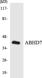 a16314 ephx4 primary antibodies wb testing 1