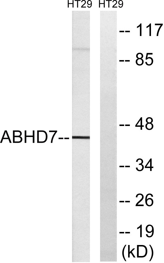 a16314 ephx4 primary antibodies wb testing 3